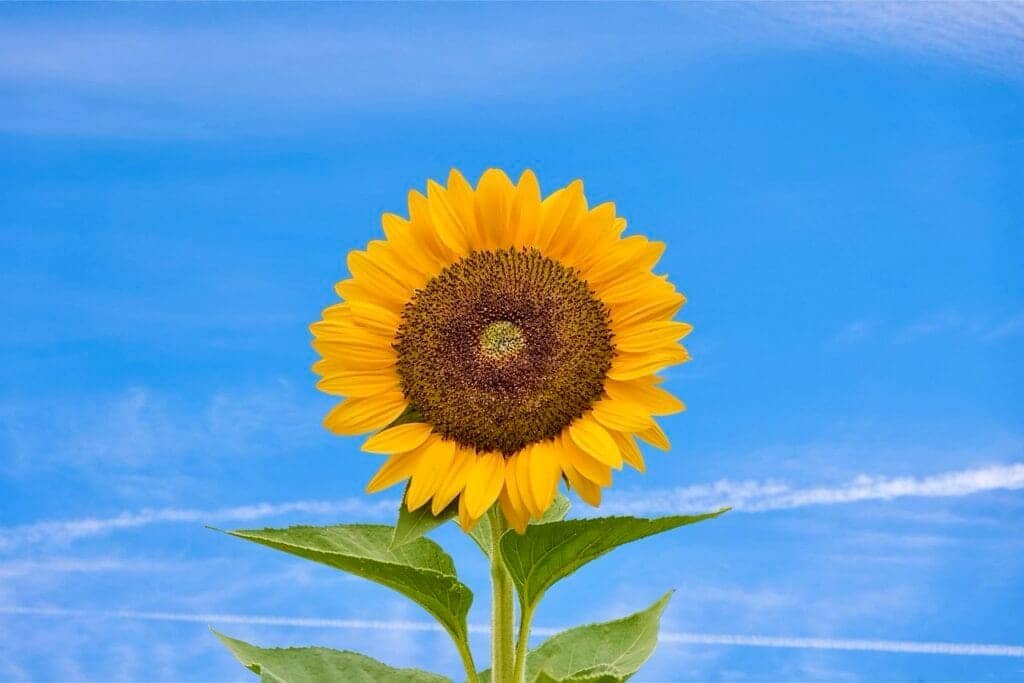 Een zonnebloem als dank voor de verzonden aanvraag bij Mental Update.